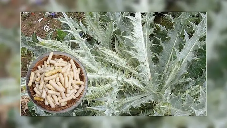 Doğal şifa arayanların gözdesi: Kenger Sakızı