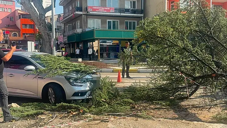 Fırtınada kökünden sökülen ağaç otomobilin üzerine devrildi