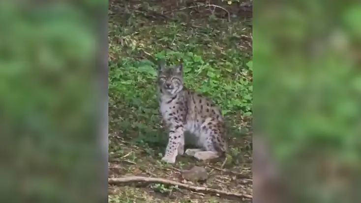 Kastamonu'da vaşak görüntülendi
