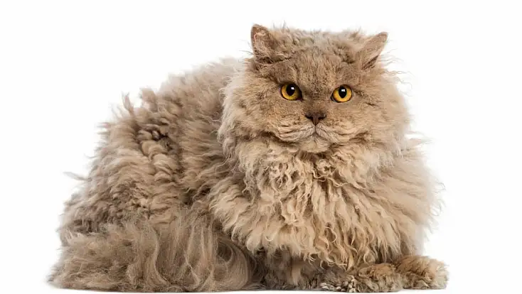 Kıvırcık tüyleriyle ilgi odağı: Selkirk Rex kedilerine ilgi artıyor