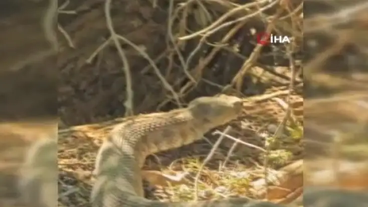 Tek ısırığı bir insanı öldürmeye yetiyor: Koca engerek yılanı görüntülendi