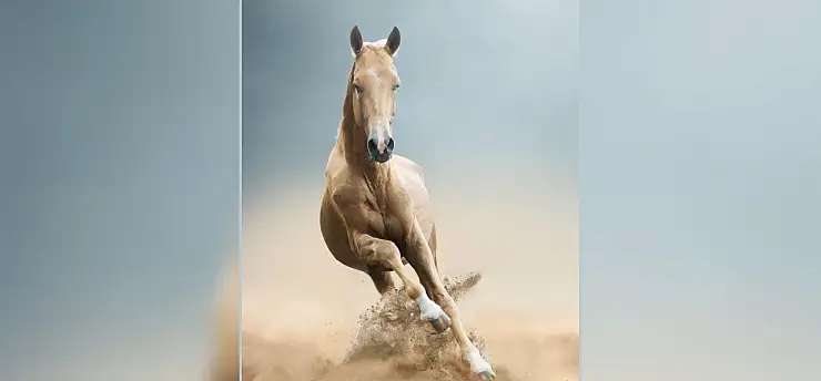 Altın parıltılı efsane: Yok olmanın eşiğinden dönen Ahal Teke atı