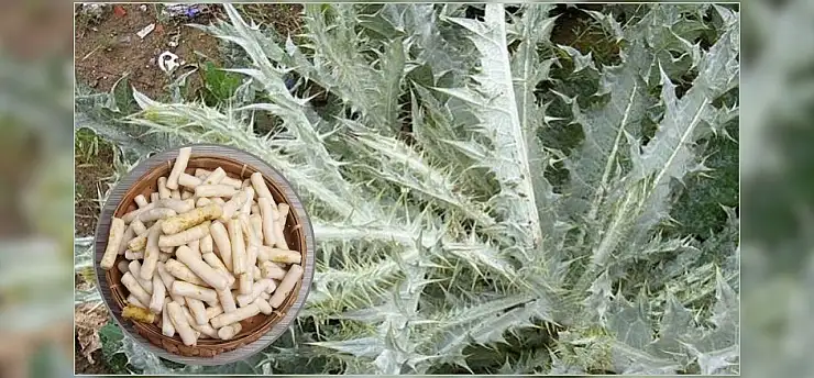 Doğal şifa arayanların gözdesi: Kenger Sakızı