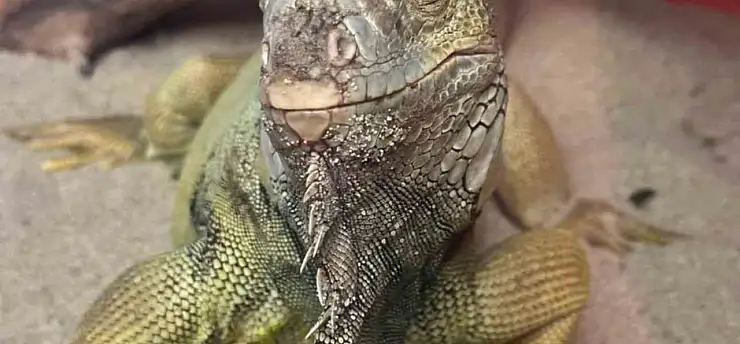 İstanbul'da bir evden tarantula, yılan, akrep, iguana, Afrika dev salyangozları çıktı