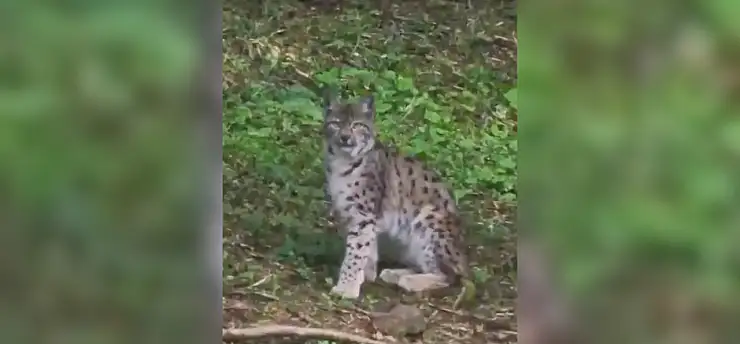 Kastamonu'da vaşak görüntülendi