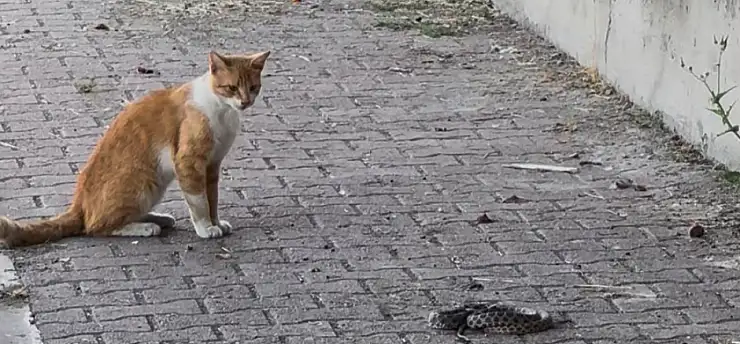 Kedi ile yılanın kavgası kameraya yansıdı