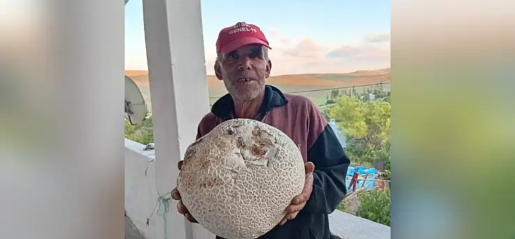 Sarız'da dev mantarlar görenleri şaşırttı
