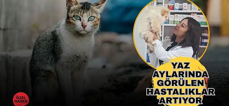 Yüksek hava sıcaklıkları yalnız insanları değil, sokak hayvanlarını da zorluyor