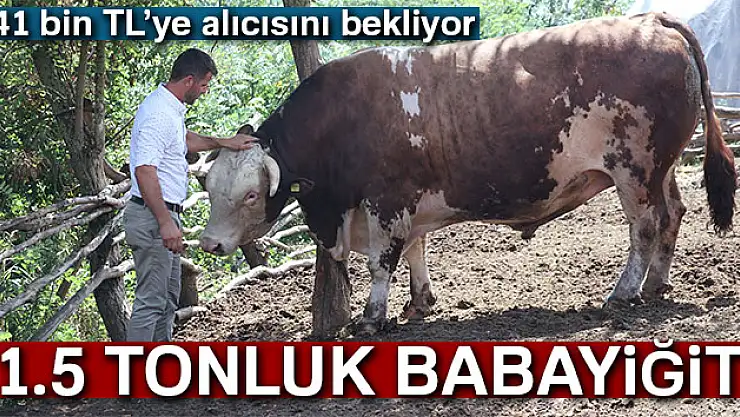 1.5 tonluk Babayiğit, 41 bin TL'ye alıcısını bekliyor
