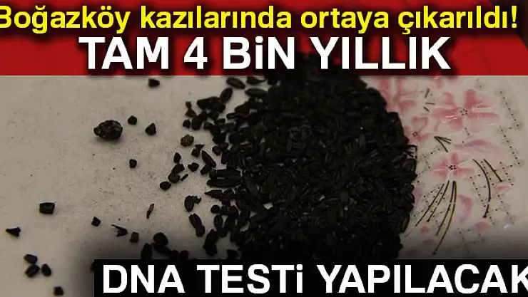 4 bin yıllık örneklere DNA testi yapılacak