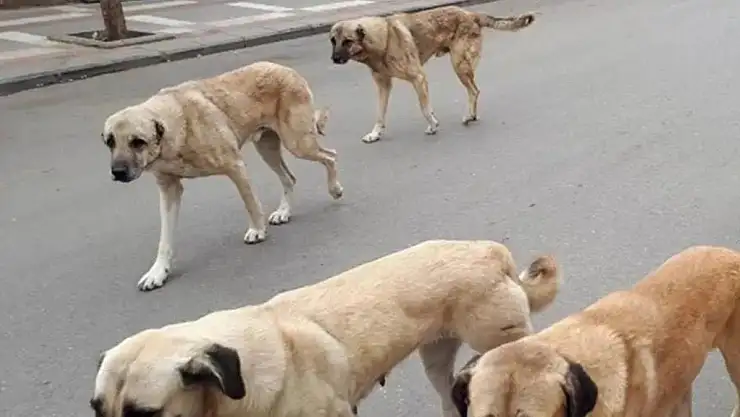 81 İLİN VALİLİĞİNE GÖNDERİLDİ: SAHİPSİZ KÖPEK BAŞINA CEZA KESİLECEK