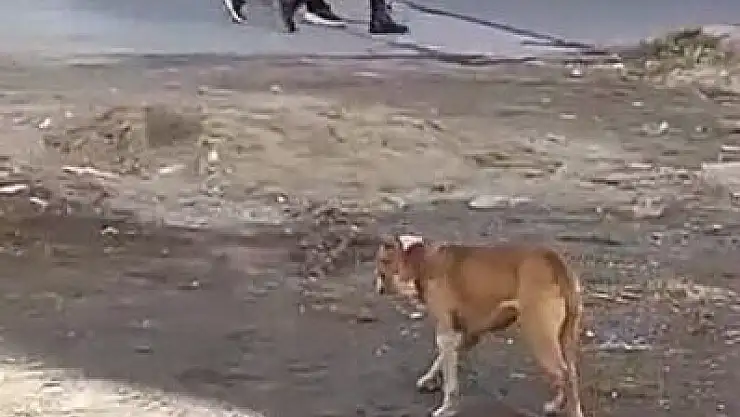 BAŞIBOŞ GEZEN PİTBULL CİNSİ KÖPEK YAKALANDI