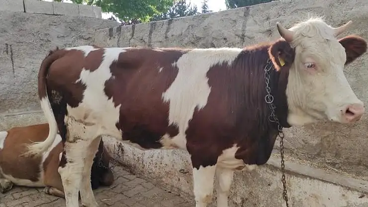 BAYRAM SABAHI KAÇAN KURBANLIK, 18 KİLOMETRE UZAKLIKTA BULUNDU