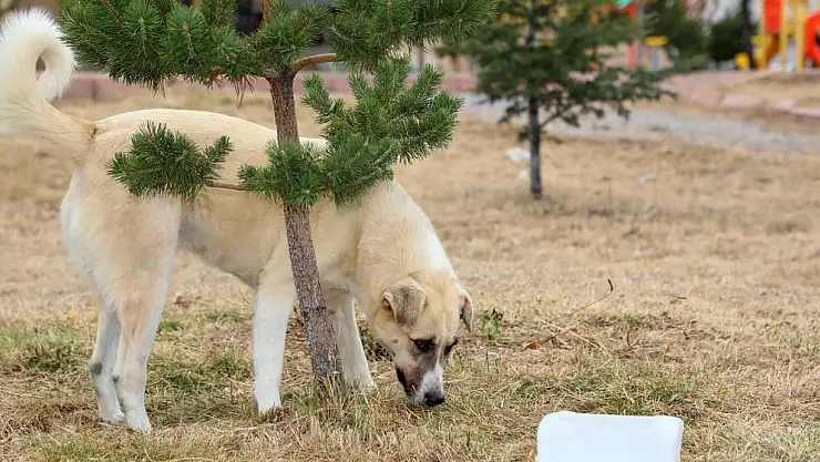 'BULUT' YENİDEN DOĞAL ORTAMINDA