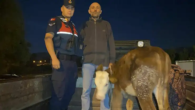 BÜYÜKBAŞ HAYVAN HIRSIZI KAHRAMANMARAŞ'TA YAKALANDI