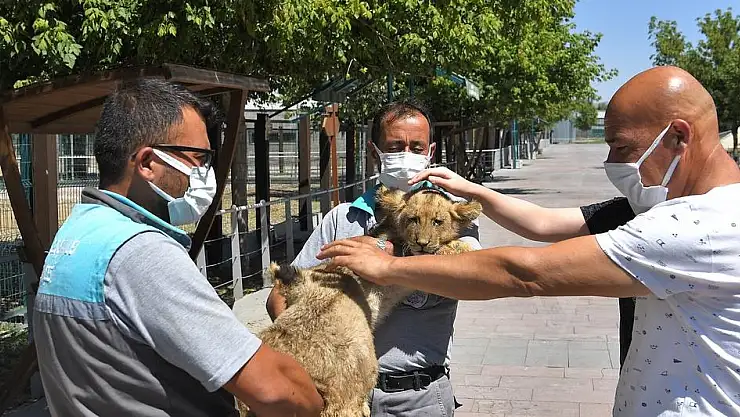 BÜYÜKŞEHİR HAYVANAT BAHÇESİ, YENİ MİNİK ÜYELERİ İLE ŞENLENDİ