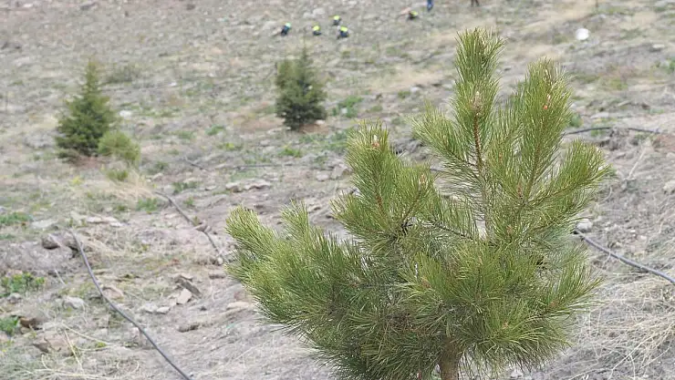 BÜYÜKŞEHİR'DEN GESİ VADİSİ'NE 10 BİN SARIÇAM FİDANI