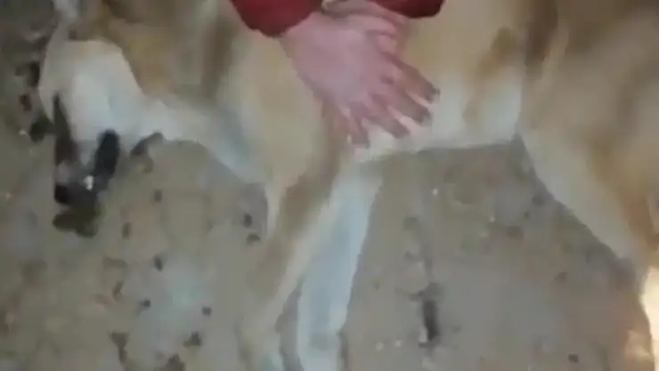 ÇAY'DAKİ HAYVAN BARINAĞINDA DEHŞETE DÜŞÜREN GÖRÜNTÜLER