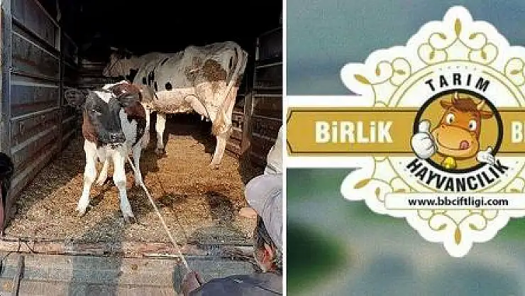 Çiftlik Bank'tan Sonra Birlik Beraberlik Çiftliği'ne Operasyon: Şirket Sahibi ve Babası Gözaltında