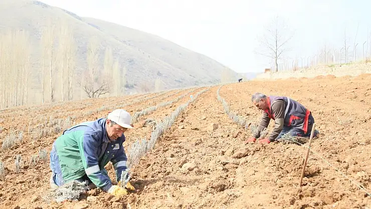 DEVELİ'DE LAVANTA TARLASINDA BAHAR EKİMİ BAŞLADI