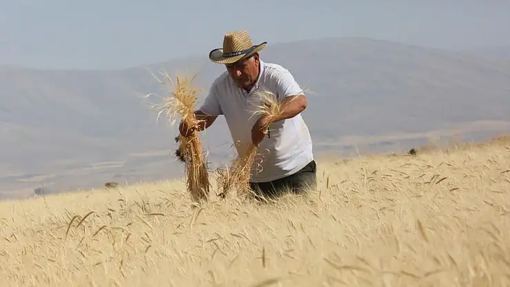 DEVELİ'NİN SEMBOL DEĞERLERİNDEN GACERİN BU SENEKİ HASADI YAPILDI