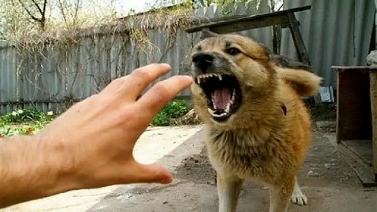 Dikkat! Köpek saldırıları artabilir! Tedbir alınmazsa çok kötü...