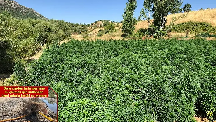 Diyarbakır'da dev operasyon 2 milyon 111 bin 50 kök kenevir ele geçirildi!