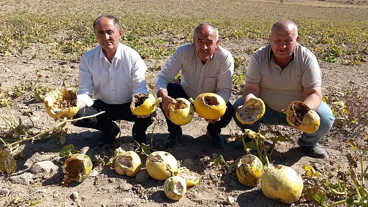Domuz sürüsü 47 dönüm kabak tarlasını yok etti: Üretici çaresiz