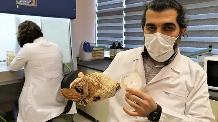 DÜZCE ÜNİVERSİTESİ, 'ÖLÜMSÜZLÜK MANTARINI' ÜRETMEYİ BAŞARDI