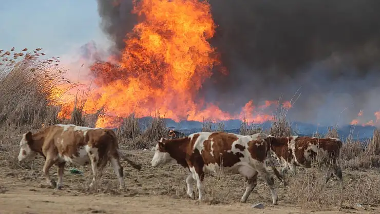 ENGİR GÖLÜ KÜL OLDU