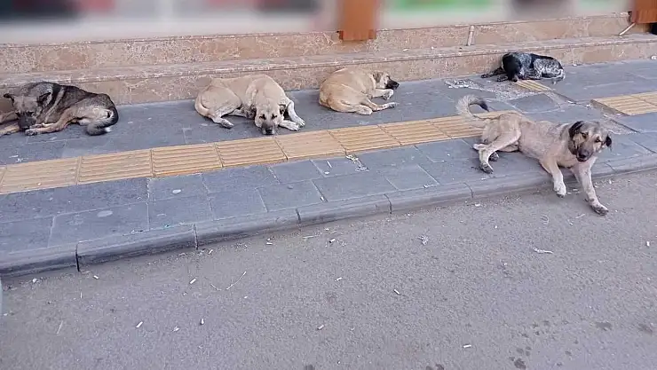 ERKİLET BÖLGESİNDE BAŞIBOŞ KÖPEK TEDİRGİNLİĞİ