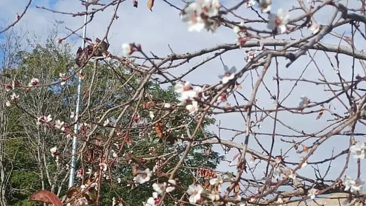 Erkiletliler şaşkın! Ekim ayında ağaç çiçek açtı