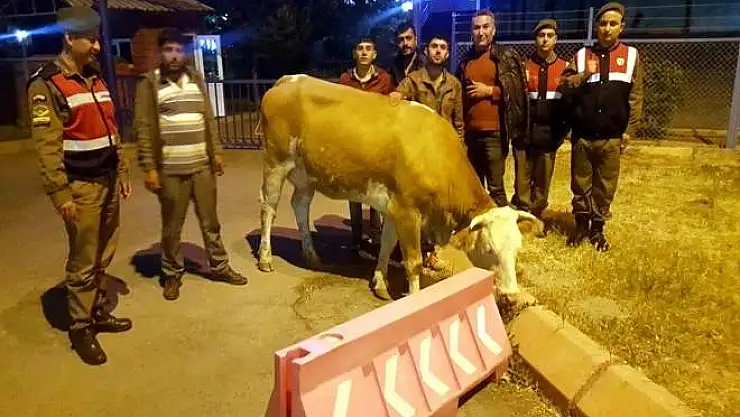 Hayvan hırsızları yakalandı