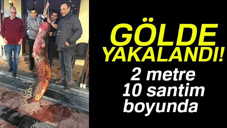 İznik Gölü'nden 2 metre 10 santim boyunda dev yayın balığı çıktı