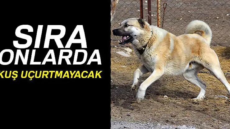 Kangal köpekleri Zeytin Dalı Harekatı'na hazır
