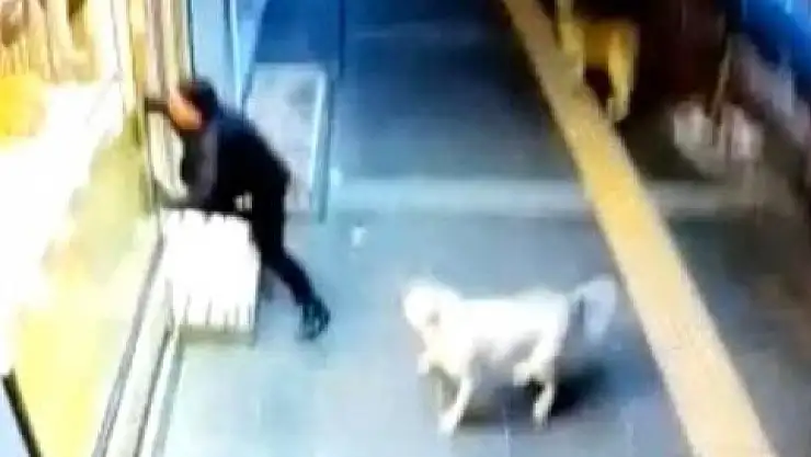 KARS'TA VATANDAŞIN BAŞI KÖPEKLERLE DERTTE!