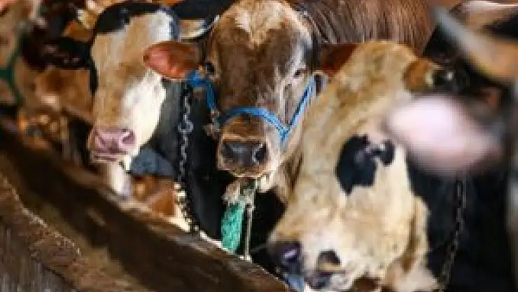 Kasaplar Odası Kurban Kesim Fiyatlarını Açıkladı