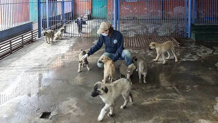 KAYSERİ BÜYÜKŞEHİR BELEDİYESİ, SALGIN BOYUNCA SOKAK HAYVANLARININ YANINDA