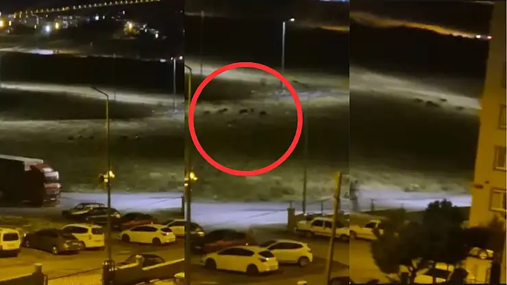 Kayseri'de domuz sürüsü mahalleye indi