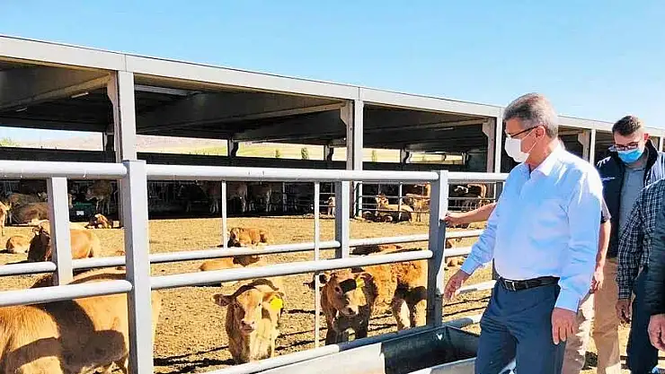 KAYSERİ ŞEKER, ÇİFTÇİYE HAYVANCILIK NOKTASINDA DESTEK VERECEK