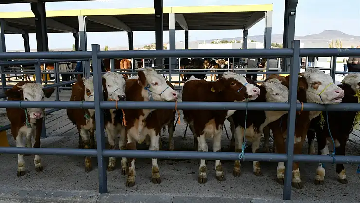 Kayseri Ticaret Borsası Canlı Hayvan Pazarı yeniden hizmete açıldı