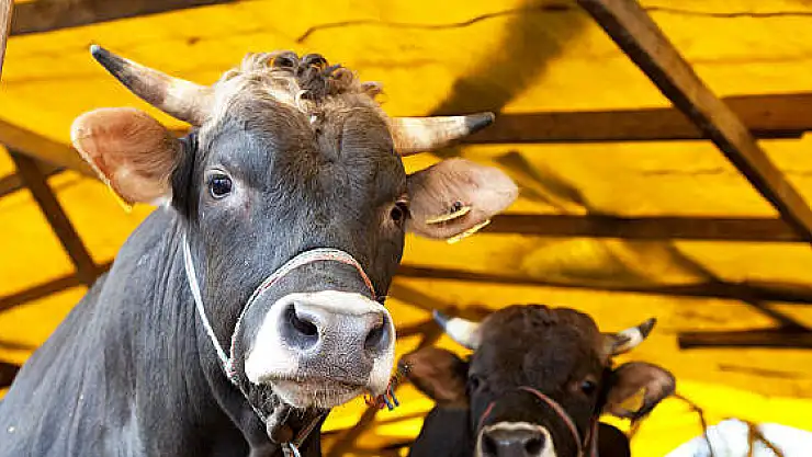 KAYSERİ VE İLÇELERİNDE KURBAN KESİM YERLERİ BELİRLENDİ