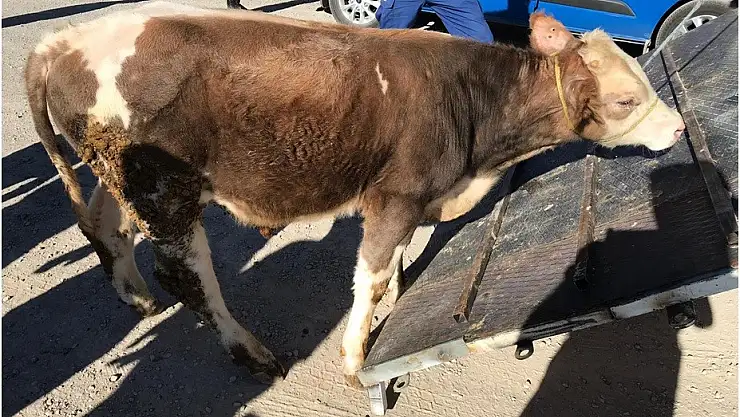 Kayseri'de büyükbaş hayvan hırsızlığı