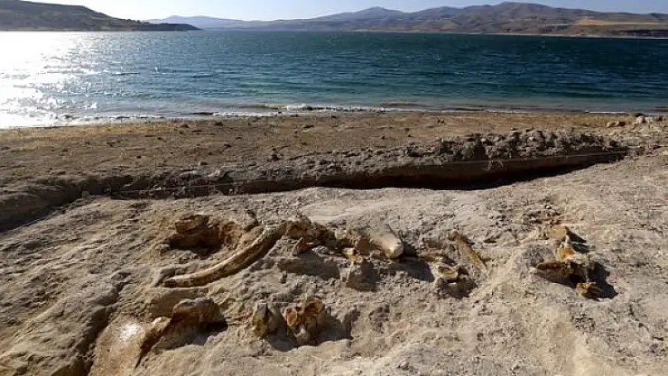 KAYSERİ'DE ORTAYA ÇIKARILDI! 7,5 MİLYON YIL ÖNCE YAŞAMIŞ