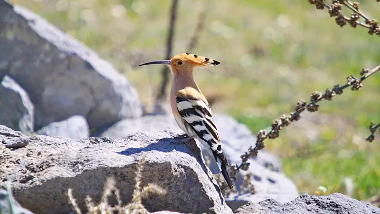 KAYSERİ'DEKİ KORAMAZ VADİSİ, DÜNYA MİRASI LİSTESİNE GİRDİ
