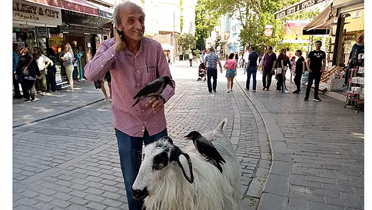 Keçisi ve evcilleştirdiği kargaları arkadaş oldu