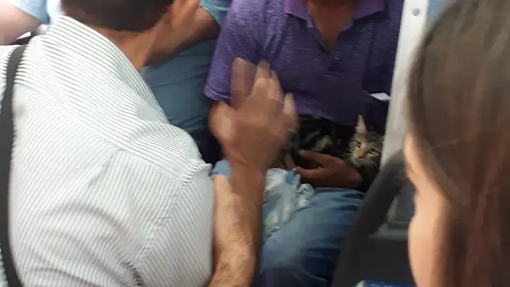 KEDİNİN AYAKLARINI BAĞLAYIP KEMERİNE ASAN YOLCUYA TEPKİ!