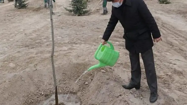KOCASİNAN ASIRLIK ÇINARLARI, LED TEKNOLOJİSİYLE AYDINLATTI