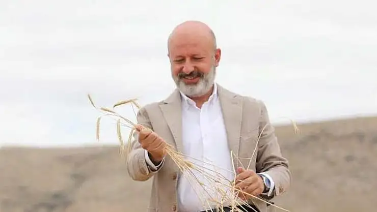 KOCASİNAN'DA ATA YADİGARI VE 28 KROMOZOMLU GACER BUĞDAYININ HASATI YAPILDI