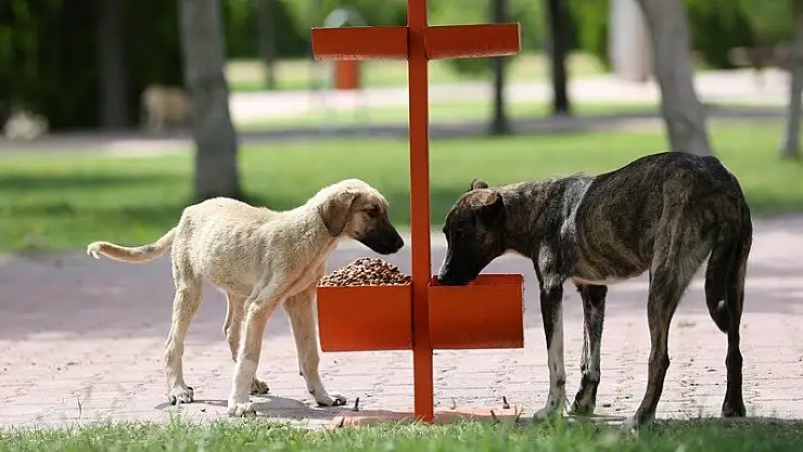 KOCASİNAN'DA HAFTADA 5 KEZ 70 FARKLI NOKTADA BESLEME YAPILIYOR
